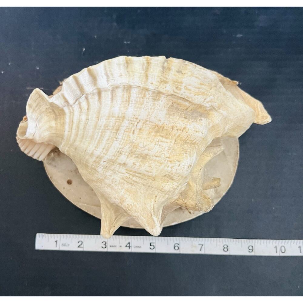 Seashell Centerpiece - Picture 4 of 4